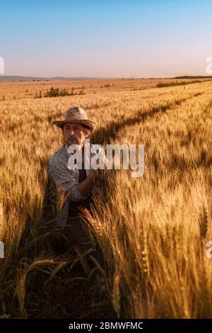 Agrónomo agricultor está inspeccionando la maduración espigas de trigo en el campo en verano cálido atardecer. Trabajador de granja analizando el desarrollo de cultivos de cereales. Foto de stock