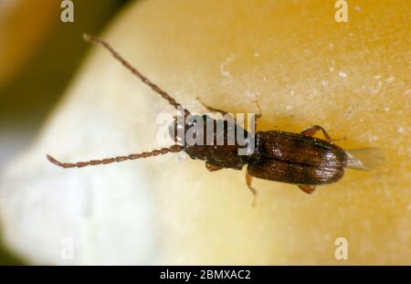Escarabajo de grano rojo, oxidado o plano (Cryptolestes ferrugineus) plaga del producto almacenado en el grano de maíz Foto de stock