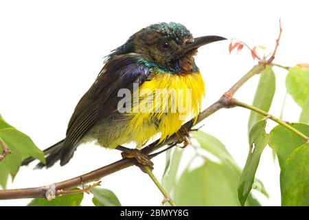 Ave Sunbird (Anthreptes malacensis) de garganta marrón en rama de árbol aislada sobre fondo blanco