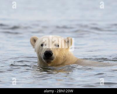 Los osos polares (Ursus maritimus), el Refugio Nacional de Vida Salvaje del Ártico, Alaska.