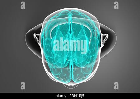 ilustración 3d del cerebro humano sobre fondo oscuro con silueta corporal Foto de stock
