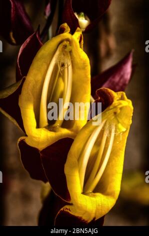 Doll's Shoes o Thunbergia Mysorensis, también llamada Mysore trompeta o viña de reloj indio, es una especie de planta con flores en la familia Acanthaceae Foto de stock