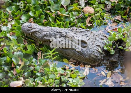 Retrato del cocodrilo del Nilo descansando en el río Maramba, Zambia