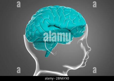 Modelo de la cabeza y el cerebro del niño. Ilustración conceptual en 3d que puede utilizarse en muchos campos de la ciencia y la medicina Foto de stock