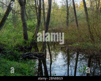 La Hancza negra fluye a través del bosque salvaje. Parque paisajístico de Suwalski, Podlaskie, Polonia