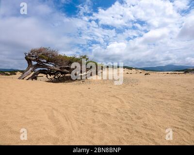 Un maravilloso árbol de enebros centenarios, retorcido e inmerso en la arena de Piscinas, un desierto de dunas de oro en la región de Cerdeña, Italia Foto de stock