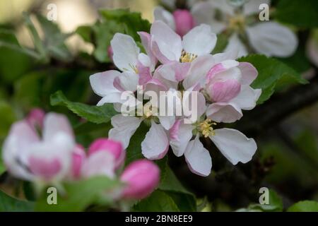 Apple Blossom. Foto de stock
