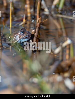 Una rana común se encuentra en el agua en un estanque durante el tiempo de apareamiento en la primavera. Foto de stock