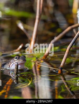 Una rana común se encuentra en el agua en un estanque durante el tiempo de apareamiento en la primavera. Foto de stock