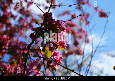 floreciendo el árbol de manzana paraíso - flores rojas y hojas del paraíso  de los árboles de manzana Fotografía de stock - Alamy