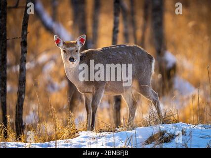 Tiro selectivo de un ciervo de cola blanca en un campo nevado bosque Foto de stock