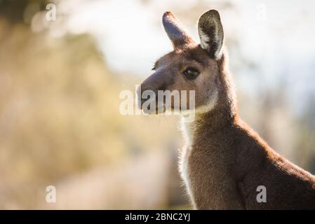 Imagen de retrato de primer plano de cara canguro en su hábitat natural, Australia Meridional Foto de stock