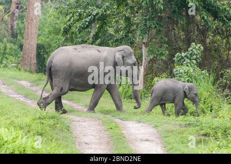 Elefante asiático (Elephas maximus) madre y ternero cruzando la carretera del parque, Parque Nacional Kaziranga, India.