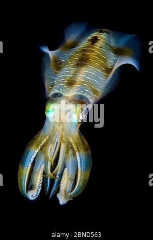 Retrato de calamar de Bigfin (Sepioteuthis lessoniana) flotando en agua abierta sobre un arrecife de coral por la noche. Estrecho de Dampier, Raja Ampat, Papúa Occidental, Indóones Foto de stock