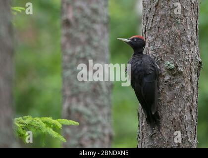 Carpintero negro (Dryocopus martius), juvenil sobre tronco de árbol, Finlandia, julio. Foto de stock