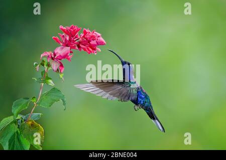 Colibrí de sabrewing violeta (Campylopterus hemileucurus) colibrí macho volando, alimentándose de la flor, Parque Nacional Juan Castro Costa Rica.
