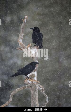 Común cuervo (Corvus corax) dos encaramado en rama, Finlandia. Marzo. Foto de stock