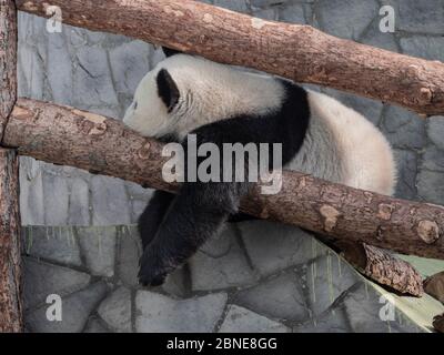Panda blanco grande duerme en una rama de árbol. Foto de stock