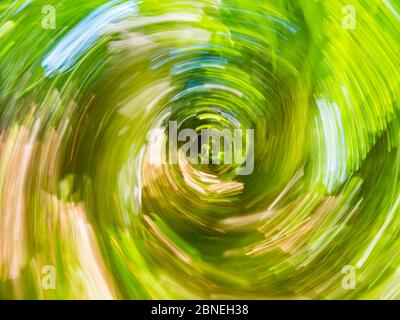 Bosque verde que crea vértigo intencionalmente borroso que representa la máxima velocidad circular rápido movimiento Foto de stock
