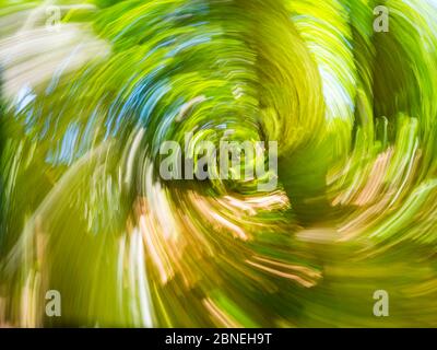 Bosque verde que crea vértigo intencionalmente borroso que representa máxima velocidad circular rápido movimiento fotogénico Foto de stock