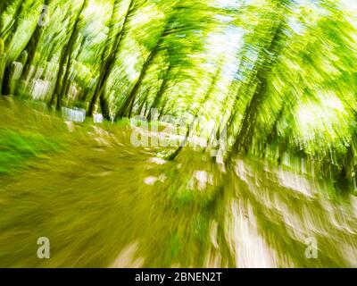 Bosque verde corre intencionalmente borroso representando la máxima velocidad movimiento rápido árboles y ramas hojas Foto de stock