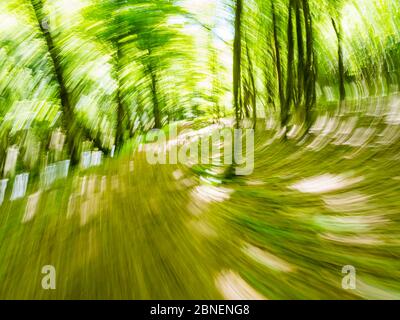 Bosque verde corre intencionalmente borroso representando la máxima velocidad movimiento rápido árboles y ramas hojas Foto de stock