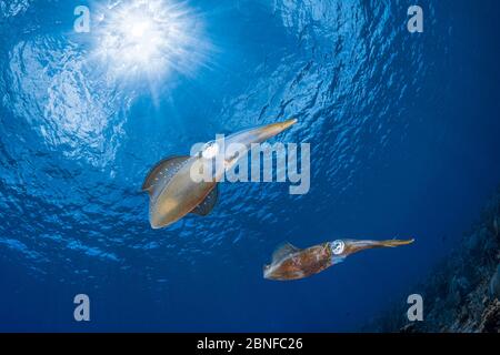 Calamares de arrecife caribeño en aguas poco profundas Foto de stock