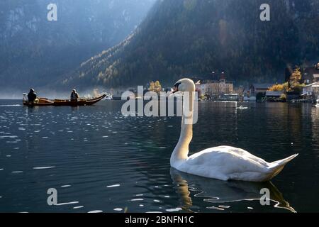--File--UN cisne está nadando en el lago Hallstatt en la región montañosa de Salzkammergut en Austria, noviembre de 2019. Foto de stock