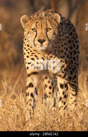 Un hombre adulto Cheetah retrato ligero cálido en la estación seca de Sudáfrica Foto de stock