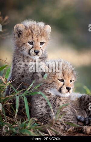 Dos alerta pequeña bebé Cheetah cachorros Kruger Park Sudáfrica Foto de stock