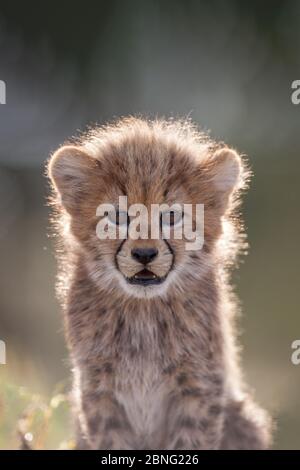 Pequeño y lindo retrato de guepardo en el Parque Kruger Sudáfrica Foto de stock