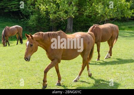 Tres caballos domésticos (Equus ferus caballus) pastando en el campo durante la primavera en Renania-Palatinado, Alemania, Europa Occidental Foto de stock