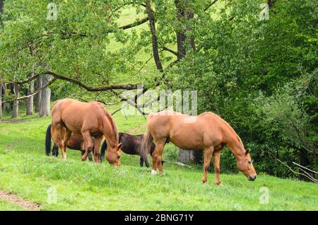 Tres caballos domésticos (Equus ferus caballus) pastando en el campo durante la primavera en Renania-Palatinado, Alemania, Europa Occidental Foto de stock