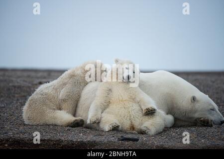 El oso polar (Ursus maritimus) siembra con dos cachorros descansando, Bernard Spit, Área 1002, Refugio Nacional de vida Silvestre Ártico, North Slope, Alaska, EE.UU., Octubre. V
