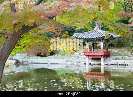Jardín secreto en el Palacio Changdeokgung, Patrimonio de la Humanidad de la UNESCO, Seúl, Corea del Sur, Asia