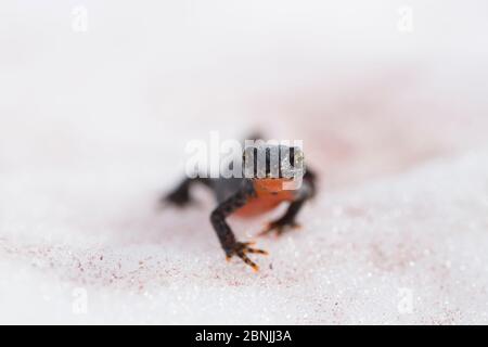 Alpine newt (Ichthyosaura alpestris) caminar al estanque en la temporada de cría, Alpes, Francia, junio.