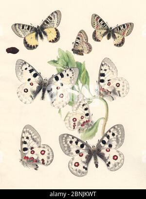 Ilustración de mariposas Apolo (parnassius apollo) y el Falso Apolo (Parnassius mnemosyne) así como crisálida y Sedum foodplant, por unkno