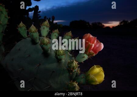 Cactus de pera espinosa (Opuntia lindheimeri) en flor, por la noche, Texas del Sur, EE.UU., abril. Foto de stock