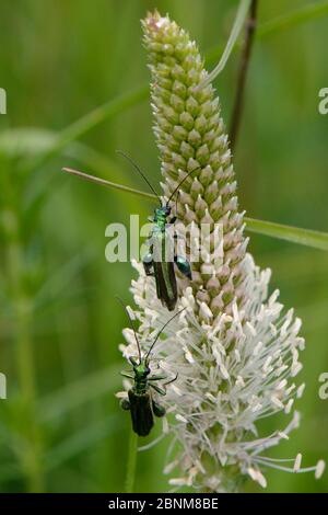 Dos machos hinchados de escarabajo de flores (Oedemera nobilis) que se alimentan de polen de plátano de Hoary (Plantago media) en pradera de pradera clara