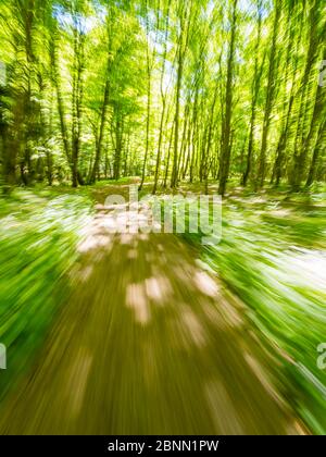 Impresionante primavera verde naturaleza color en el bosque mientras se ejecuta la carrera de sprinter simulada intencionalmente borroso sendero sendero sendero Zeleni vir Skrad Croacia Europa Foto de stock