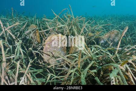 Almejas mediterráneas bajo el agua, pluma noble, Pinna nobilis, con hierba marina de neptuno, Posidonia oceanica, Francia