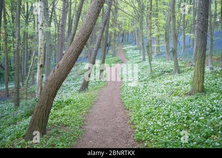 Un árbol de haya de madera llena de flores silvestres incluyendo arándanos y ramsons, ajo salvaje en la primavera de finales en Inglaterra, con un sendero que corre a través de la madera