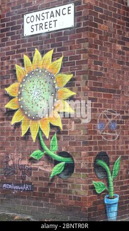 El girasol en la pared Fotografía de stock - Alamy