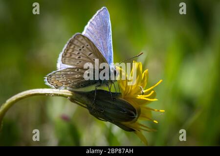 Lepidoptera Polyommatus icarus (común mariposa azul / Schmetterling Hauhechel-Bläuling) Foto de stock