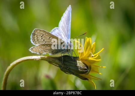 Lepidoptera Polyommatus icarus (común mariposa azul / Schmetterling Hauhechel-Bläuling) Foto de stock