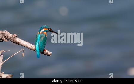 Kingfisher común persiguiendo en rama de árboles cerca del Lago Sattal