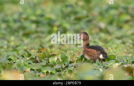 Pato ferruginoso o pochard ferruginoso, Aythya nyroca, Femenina, Maguri Beel, distrito de Tinsukia, Assam Superior, India Foto de stock