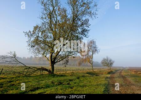 Temprano en la mañana en los campos de brezo cerca de Ede en los países Bajos Foto de stock