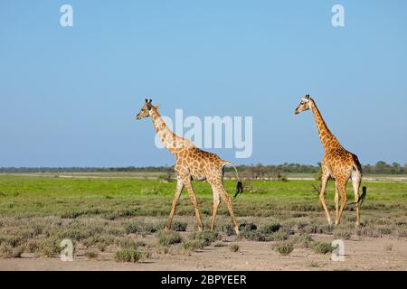 Jirafas (Giraffa camelopardalis) caminando por las llanuras del Parque Nacional de Etosha, Namibia