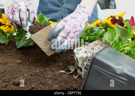 Manos de jardinero mujer poniendo el suelo en un pote de la flor de papel. La siembra de primavera pansy flor. Concepto de jardinería Foto de stock